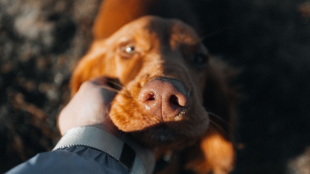 kahverengi bir köpek kameraya bakıyor