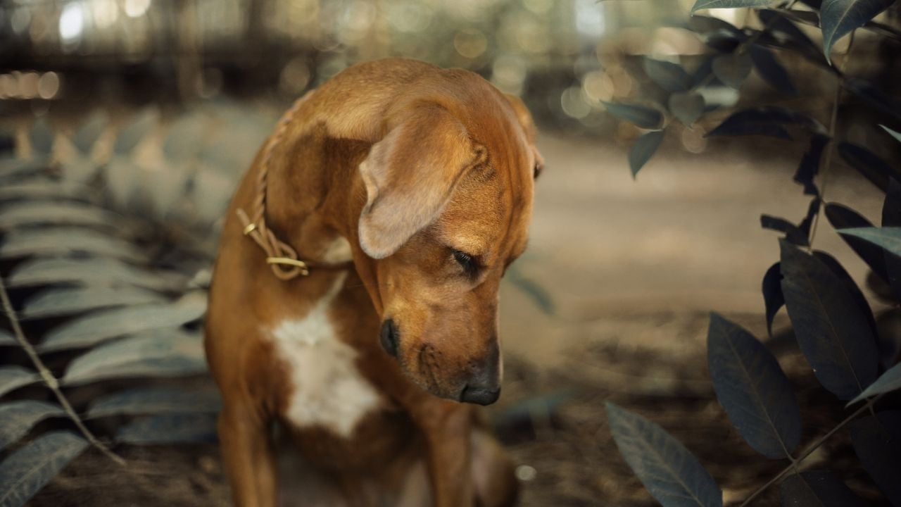 Kahverengi Renkli Köpek Irklarından bir örnek