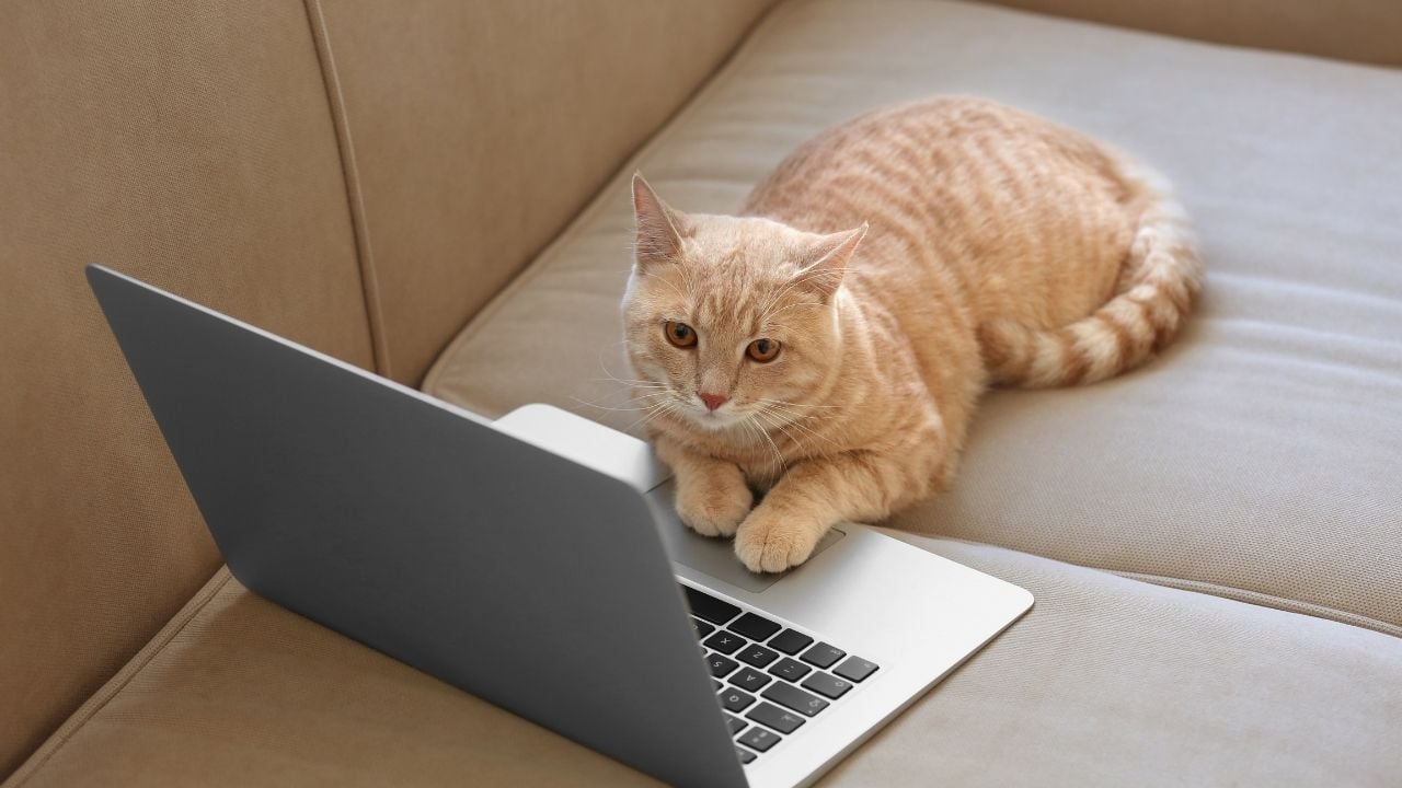 bilgisayar başında sarı bir kedi