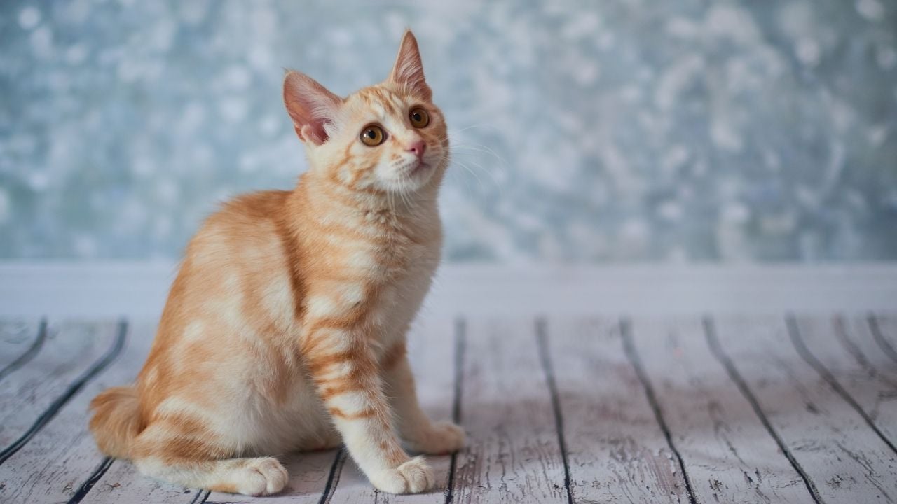 sarı bir kedi oturuyor