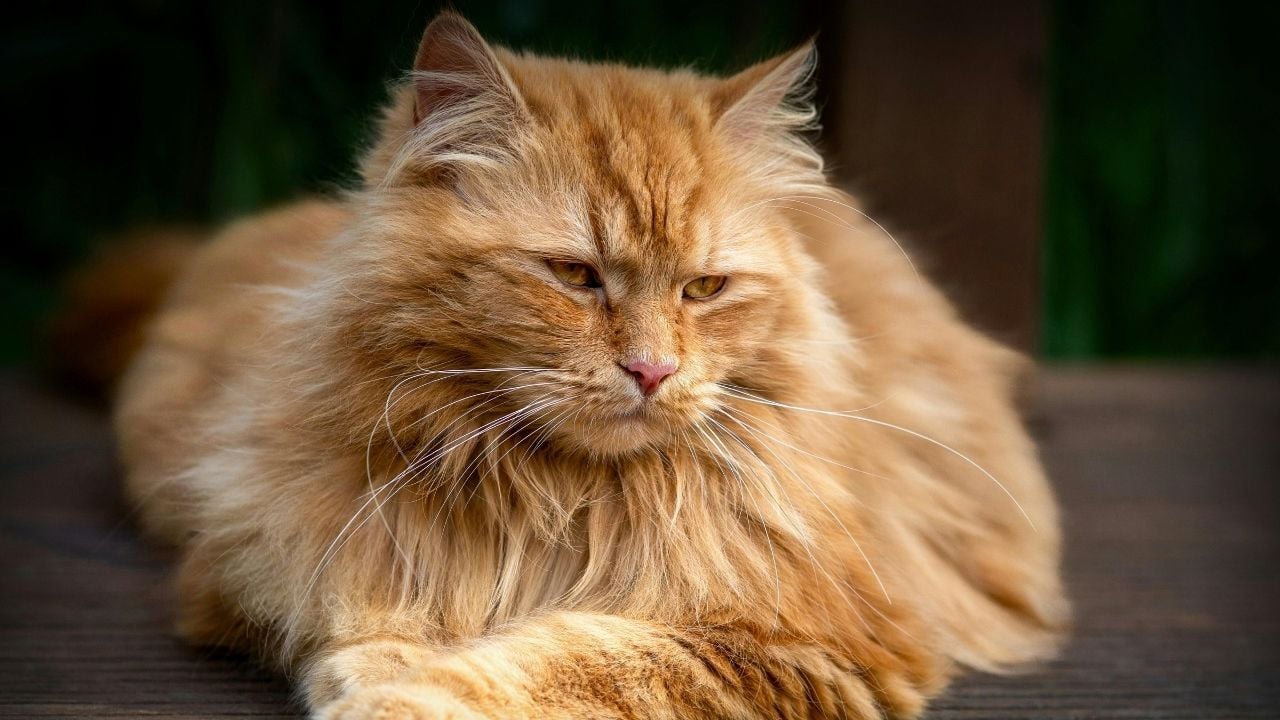 sarı bir maine coon kedi
