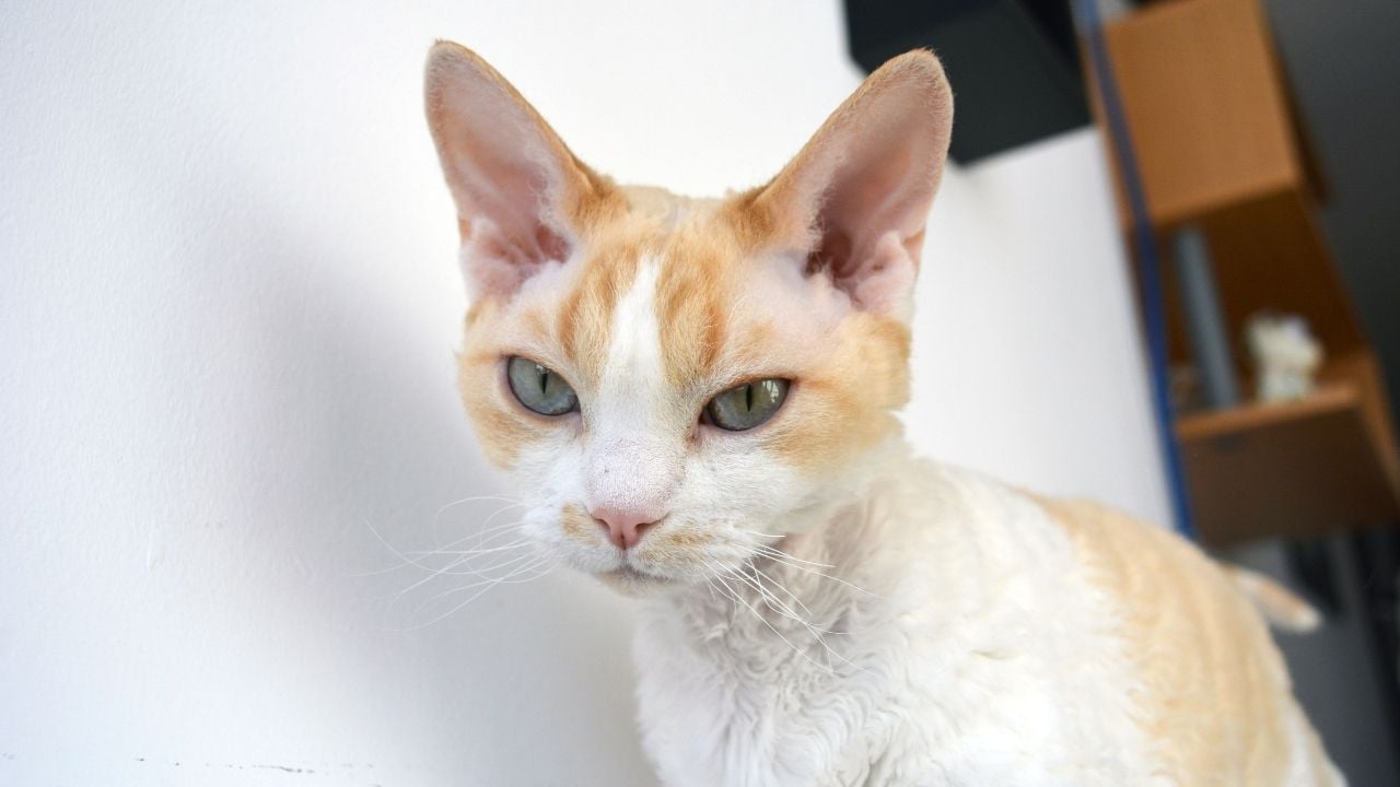 sarı renkli devon rex