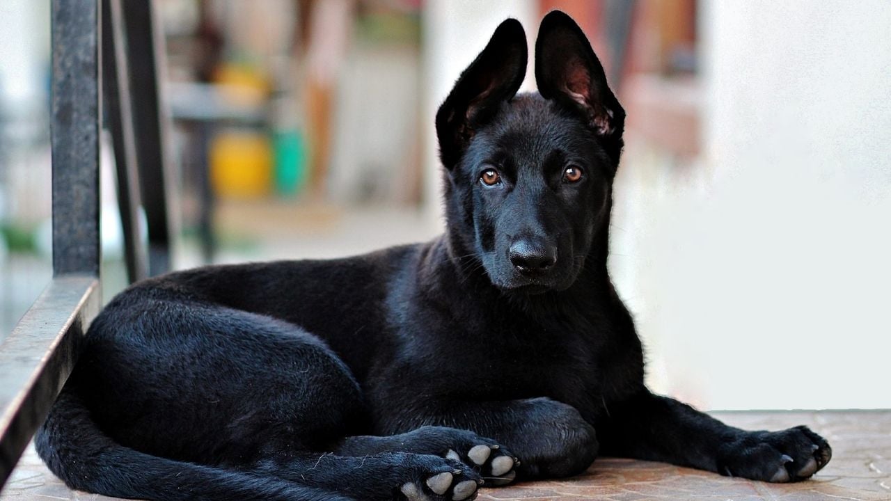 siyah bir köpek yerde yatıyor