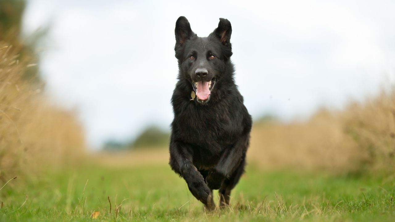 koşan siyah bir köpek