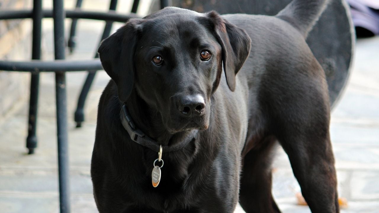 kahverengi gözlü bir siyah köpek