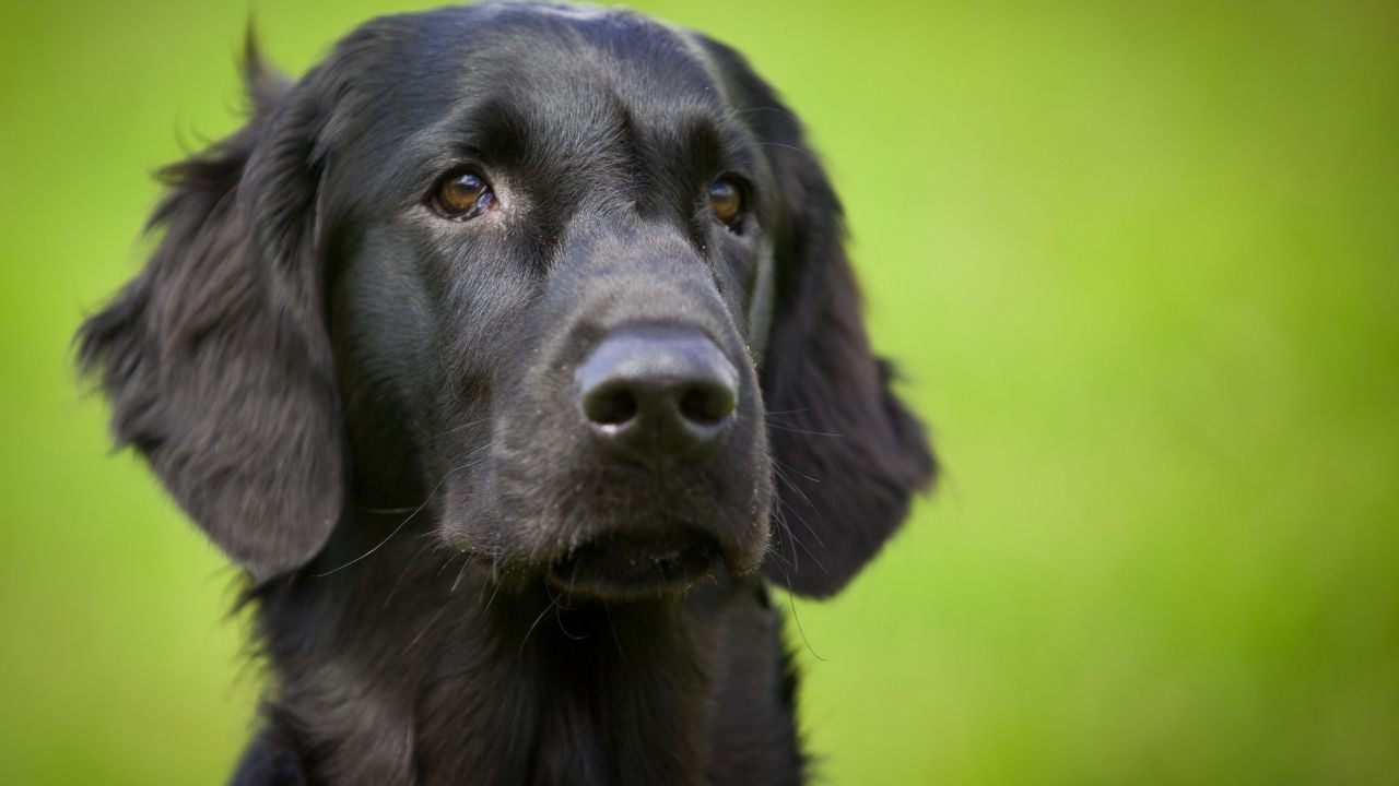 yeşil arka planda siyah bir köpek