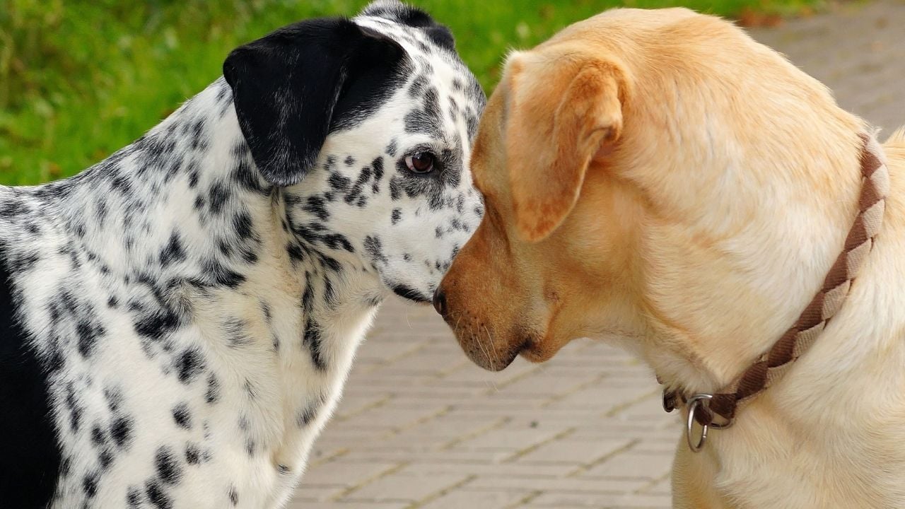 farklı renklerde köpekler