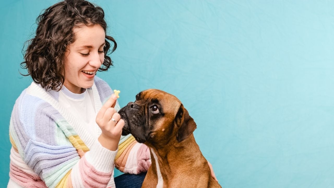 pozitif pekiştirme köpek eğitimi sırasında bir köpek ve sahibi