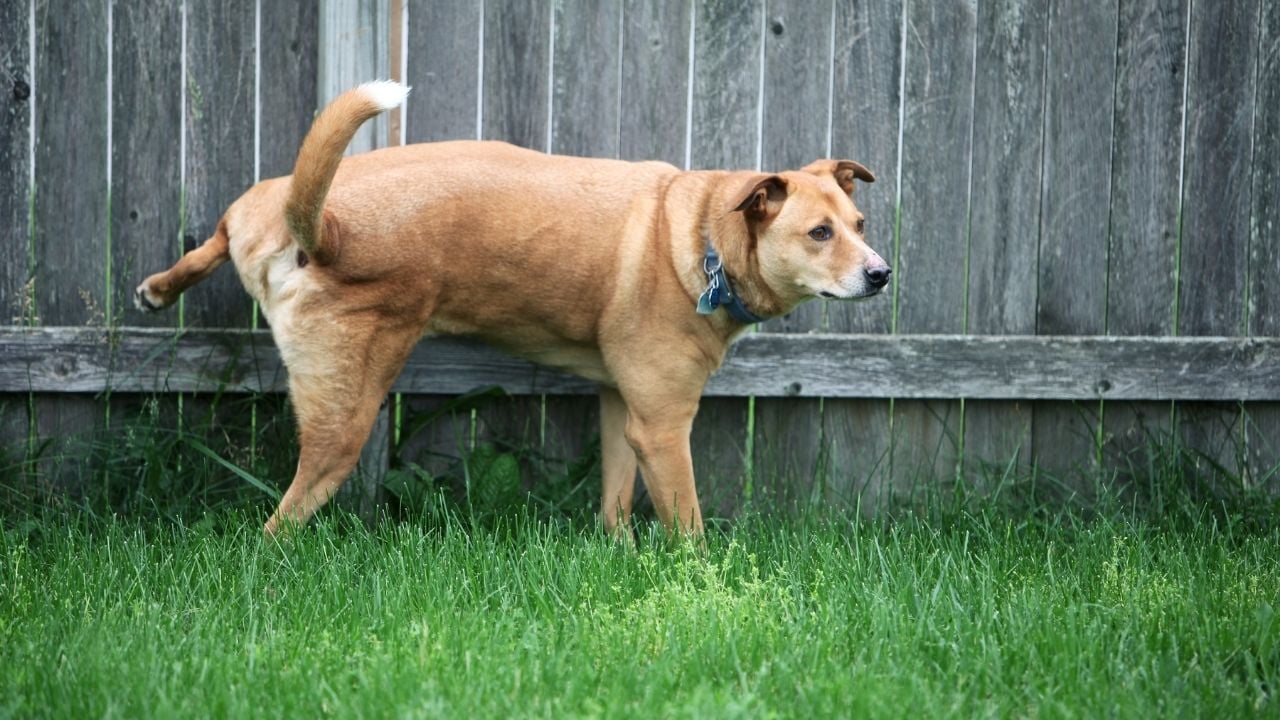 çite tuvaletini yapan bir köpek