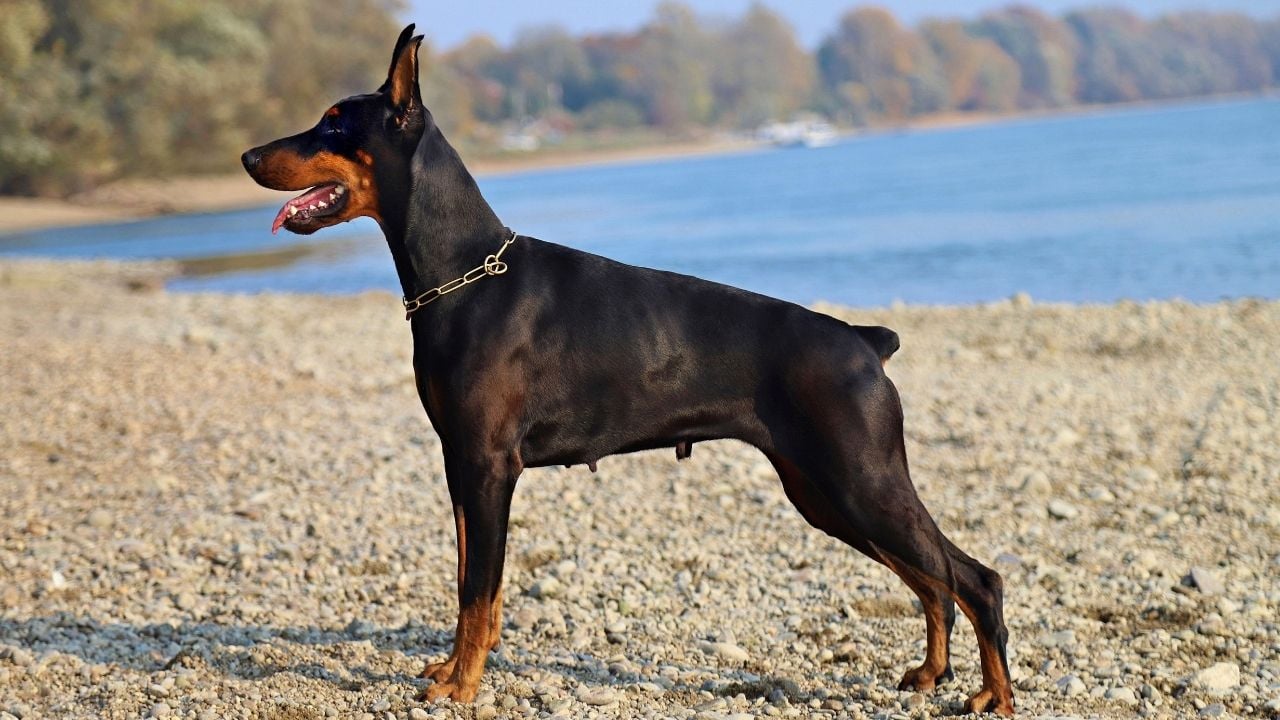 kesik kuyruklu doberman