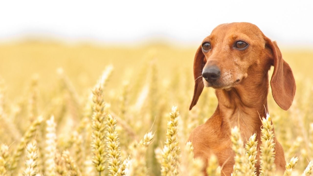 başak tarlasında bir köpek