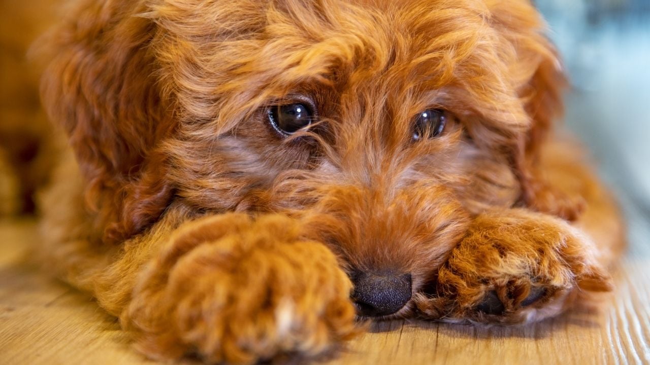 üzgün bir poodle