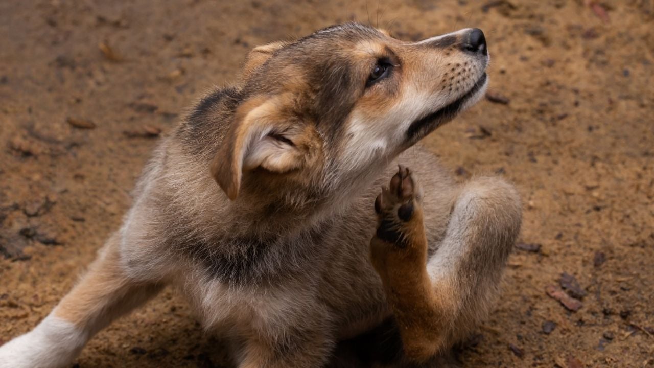 pire yüzünden kaşınan bir köpek