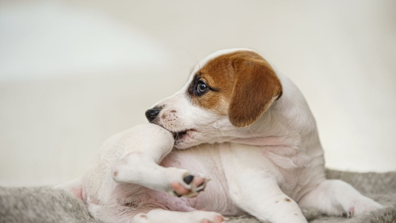 pire kaşıntısını ısırarak geçirmeye çalışan bir köpek