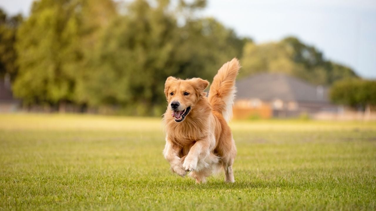 çimlerde koşan bir köpek