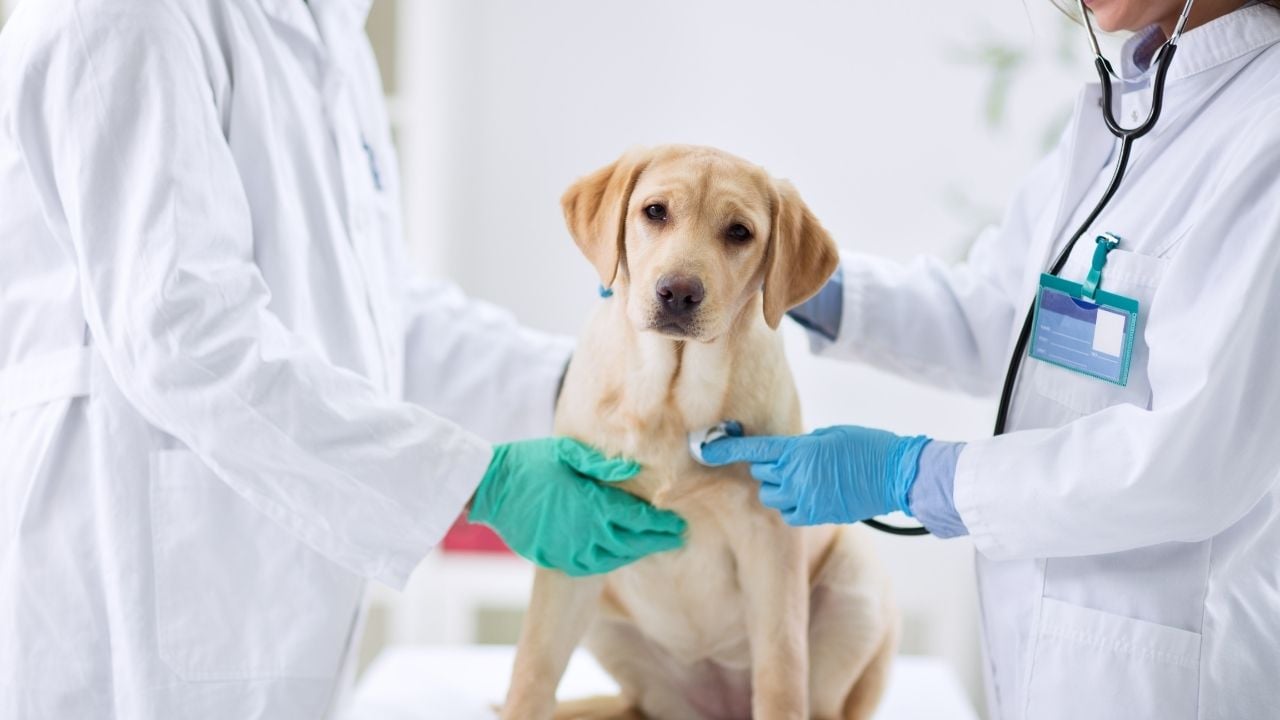 veterinere götürülmüş bir köpek