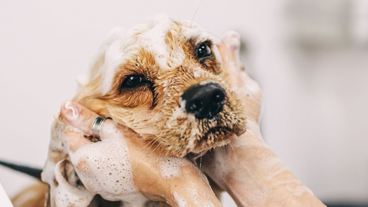 yıkanan bir köpek