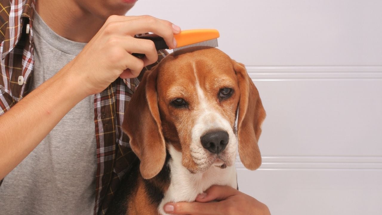 köpek piresi tarağı ile taranan bir köpek