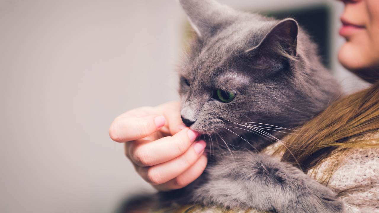 kedi ve sahibi
