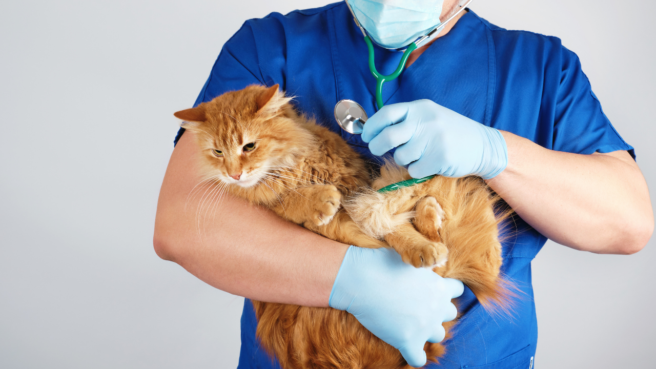 kalp hastalığı olan bir kedi veterinerin kucağında