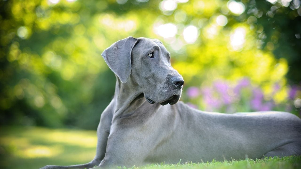 gri ve büyük bir köpek olan danua