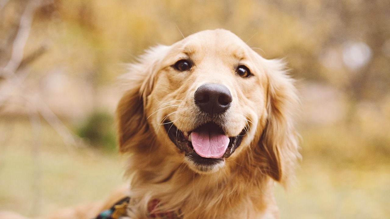 Golden Retriever gülümsüyor