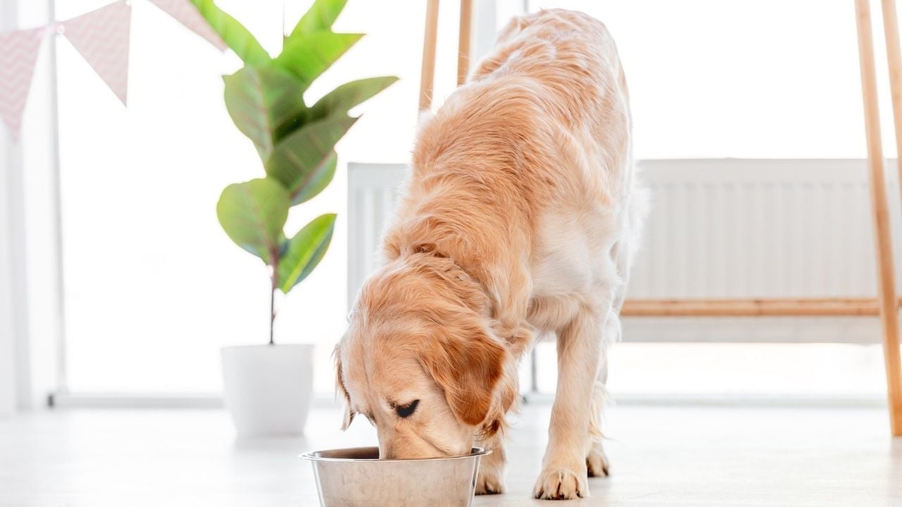 Golden Retriever Besleniyor