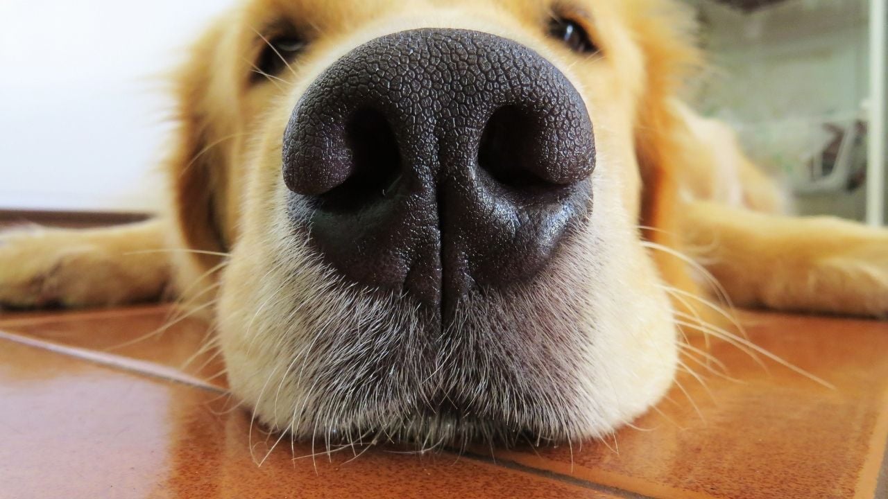 Golden Retriever yerde yatıyor
