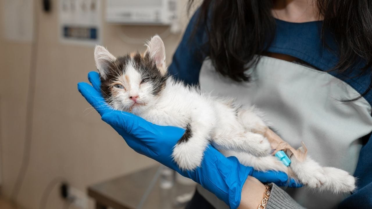hasta ve kucakta bir kedi