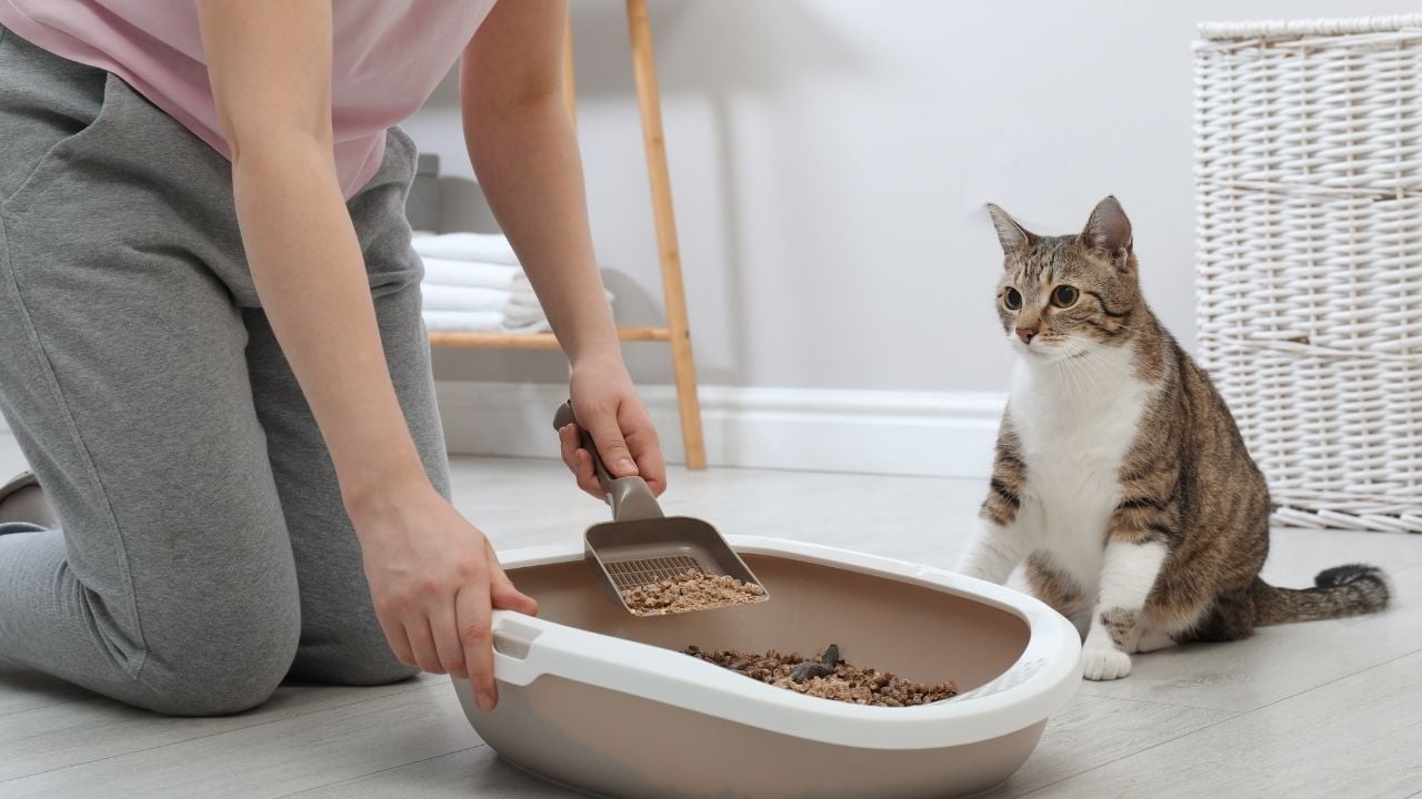 kedi kumu temizleme sahnesi
