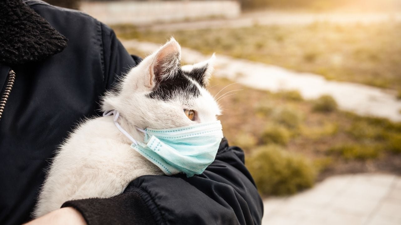 yüzünde maske takılı bir hasta kedi