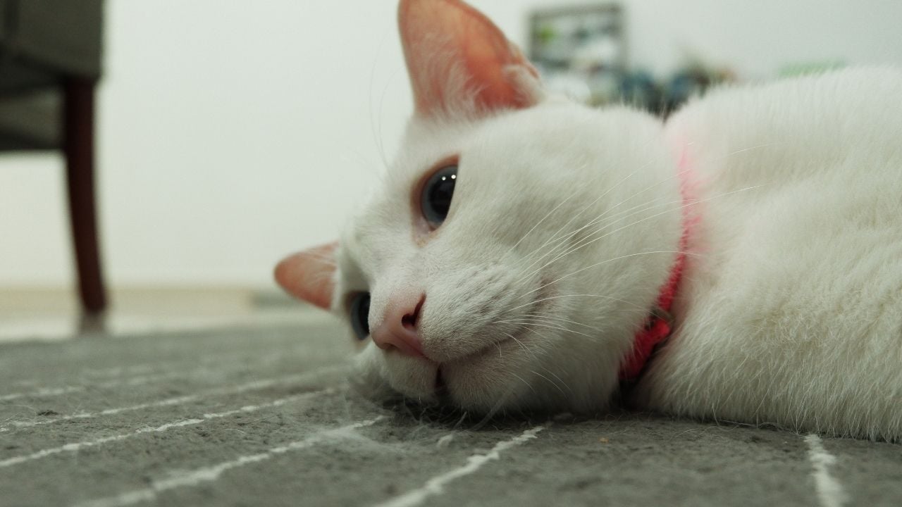 üzgün bir kedi