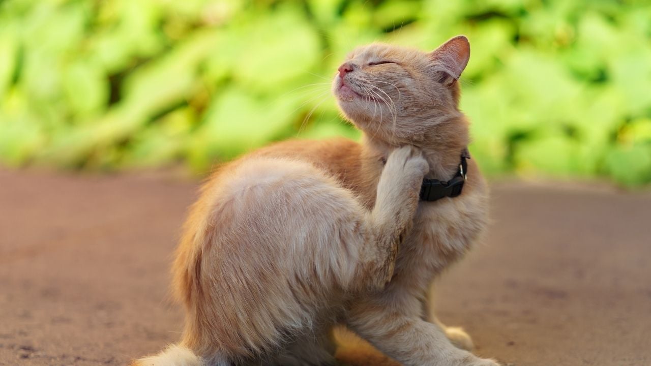 kaşınan bir kedi