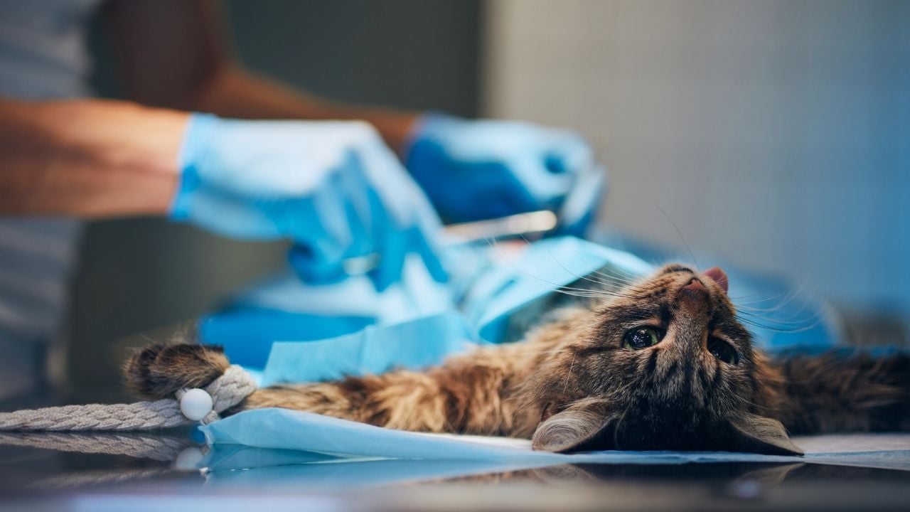 ameliyathanede bir kedi