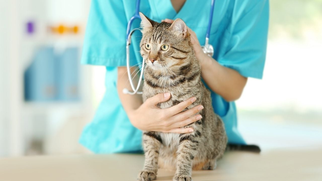 veterinerde muayene edilen bir kedi
