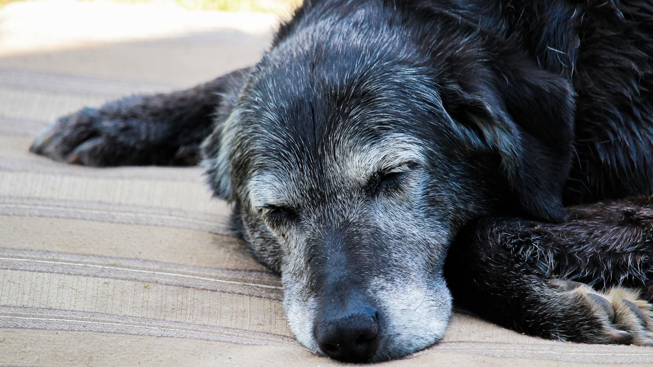nöbet geçiren bir köpek