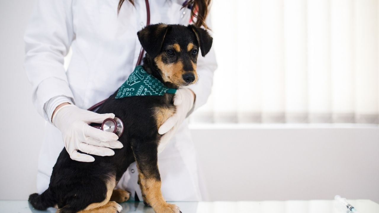 veterinerde bir köpek