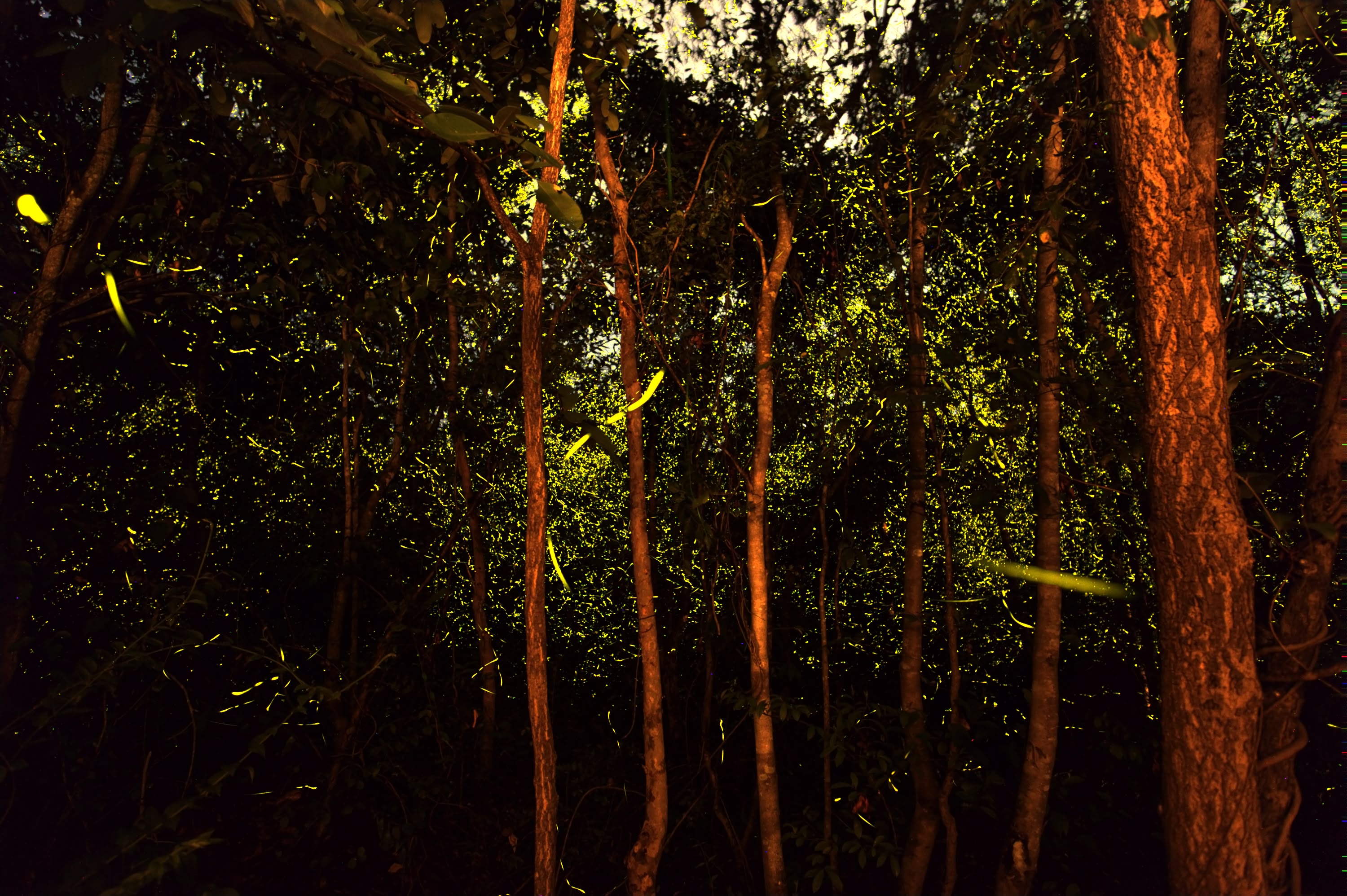 Source image 2: Fireflies in a bright forest area