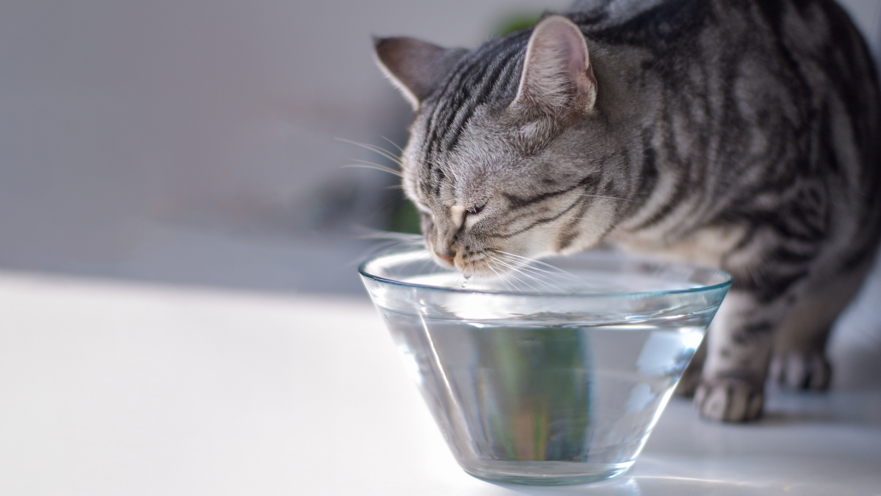 su içen kedi