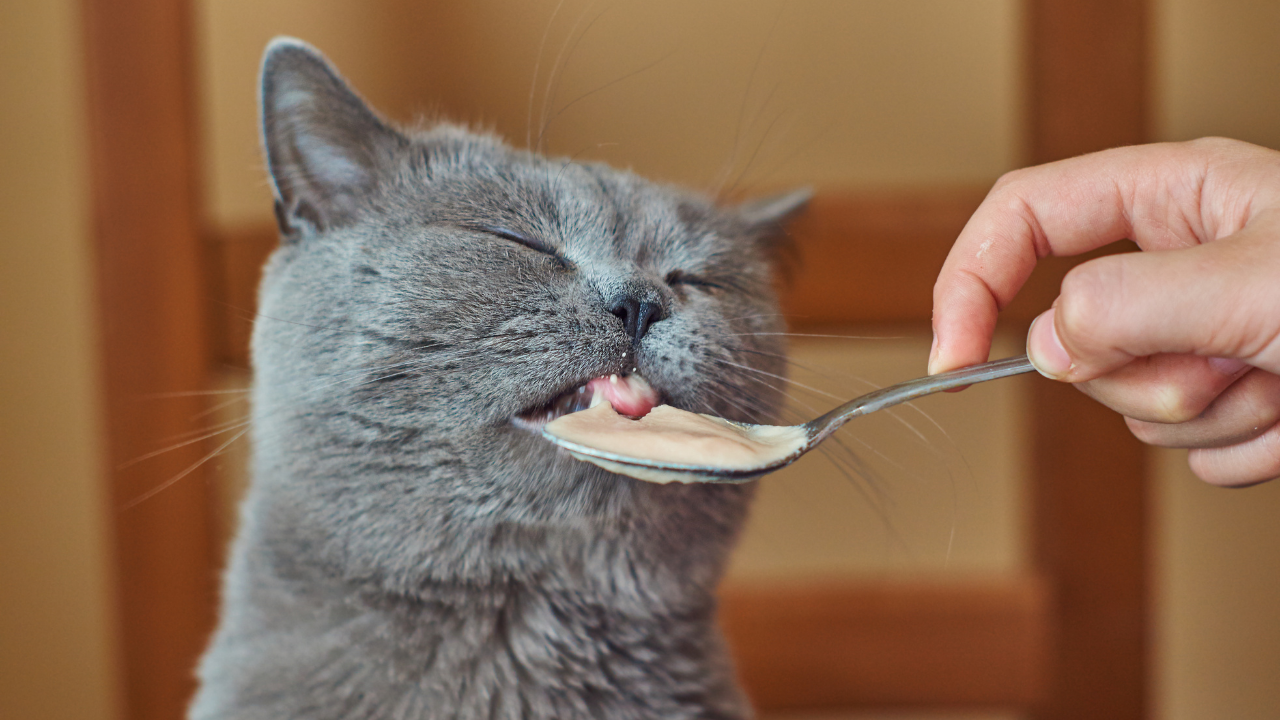 yemek yiyen kedi