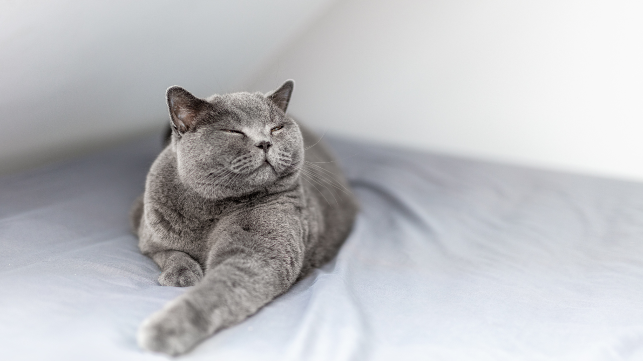 mutlu bir gri kedi