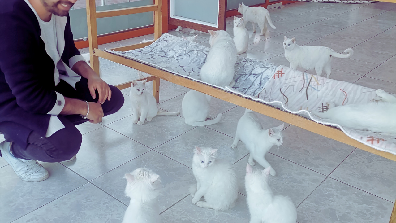Van Kedi Evi, kaynak: Neval Yücel