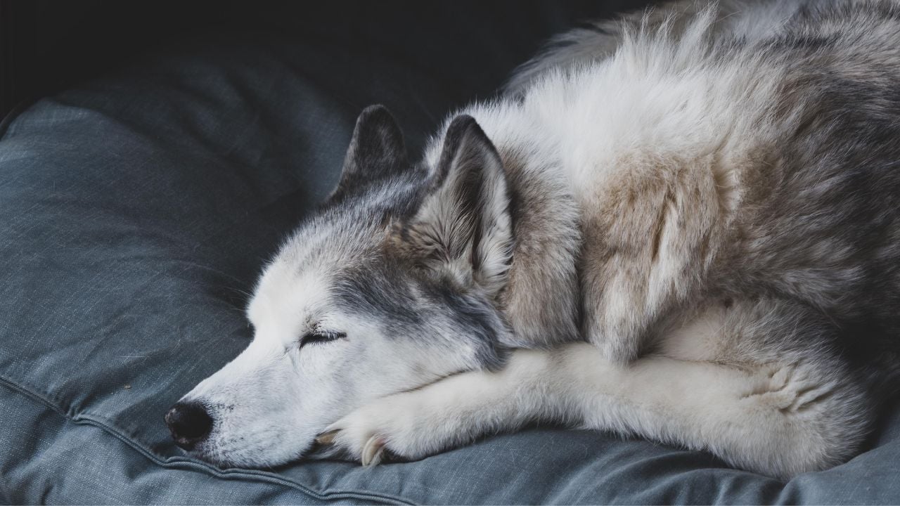 Köpeğin Sfenks Gibi Yatması