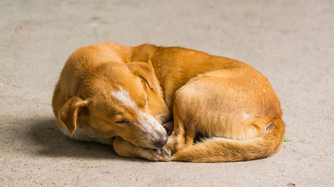 Köpeğin Kıvrılarak Yatması