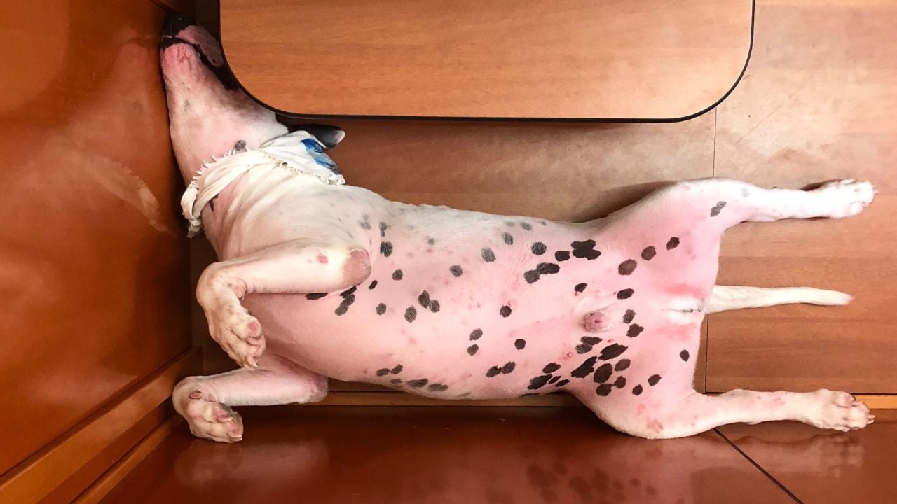 Köpeğin Sırt Üstü Yatması