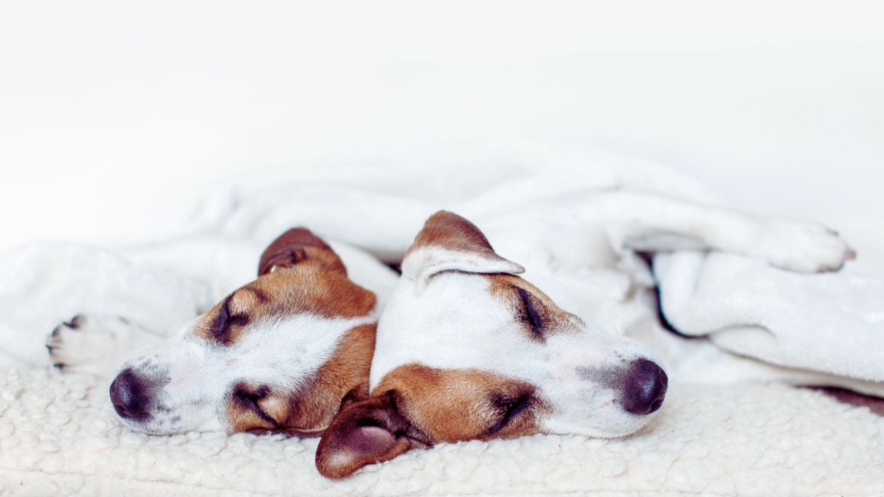 Köpeğin Başka Bir Hayvanla Sırt Sırta Verip Yatması