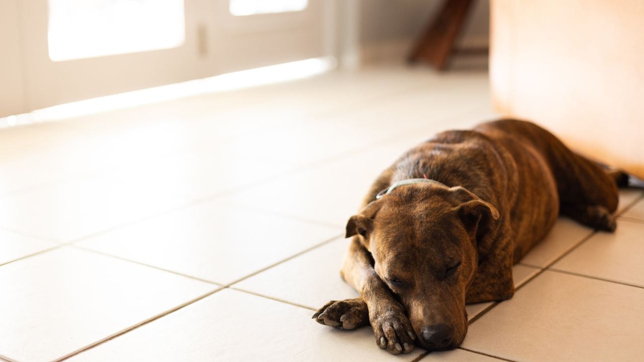 Köpeğin Soğuk Zeminde Yatması