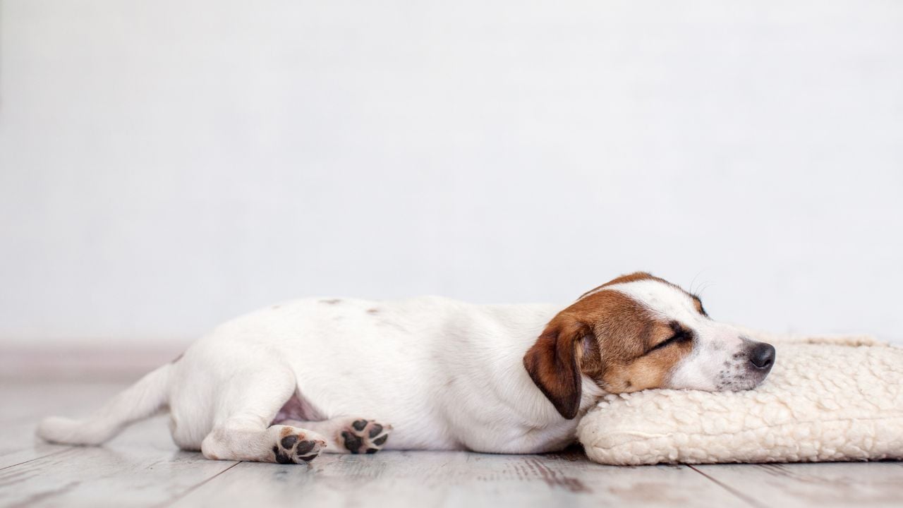 Köpeğin Kafa ve Boynunu Kaldırarak Yatması