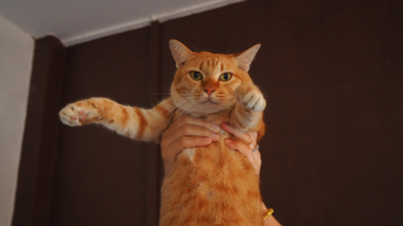 havaya kaldırılan turuncu bir kedi