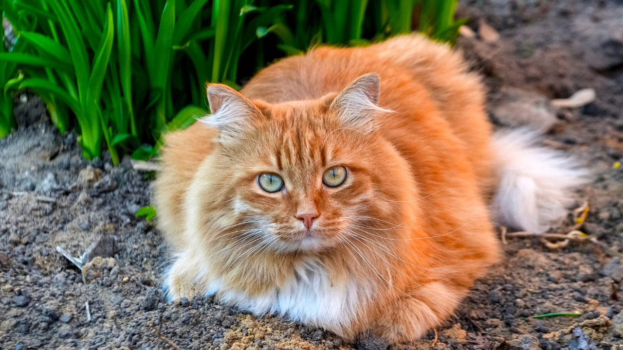 yerde yatan yeşil gözlü turuncu kedi